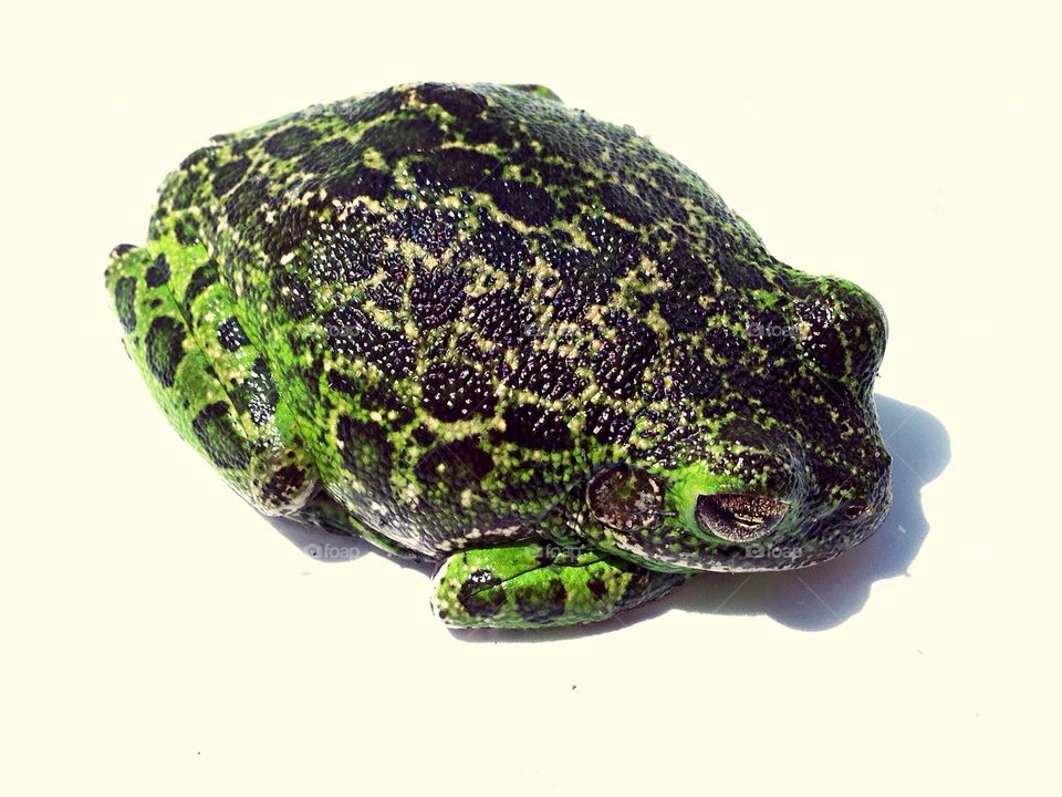 Floridian toad. Floridian toad/frog
