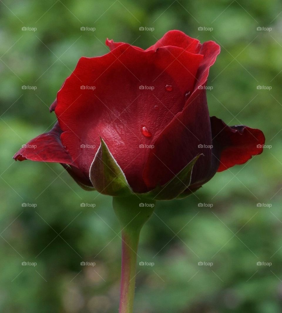 Red Rose Love Flower