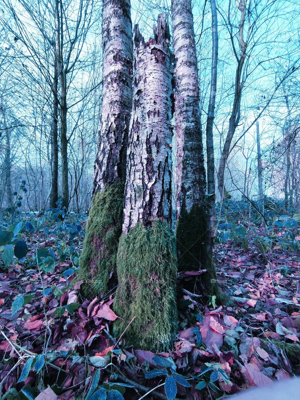 Wood, forest, nature