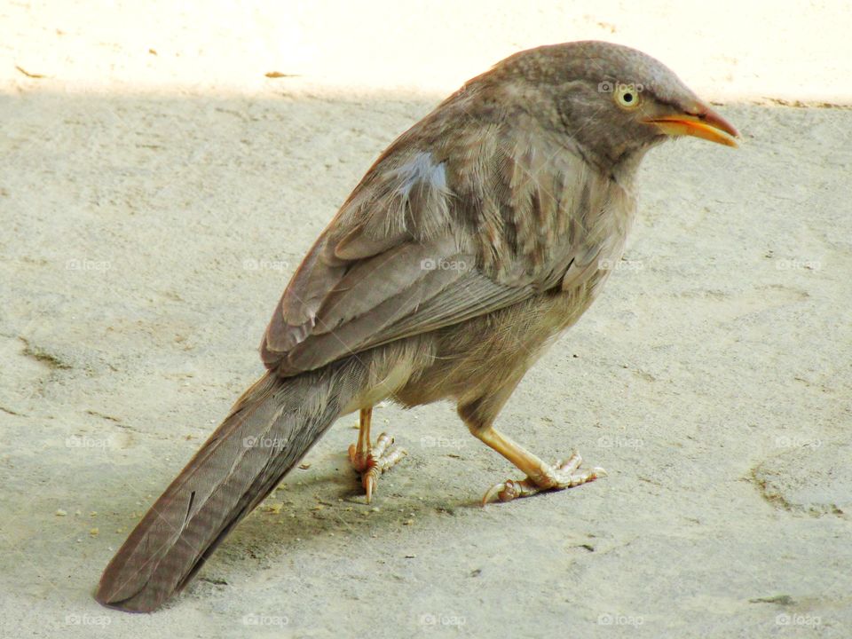 Jungle babbler bird or (Turdoides striata) or beautiful seven sisters or angry bird