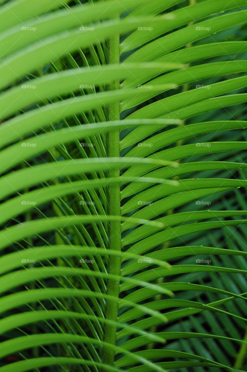 Close-up of a green plant in nature 