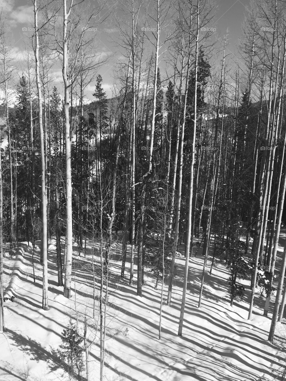 Vail trees ski slope