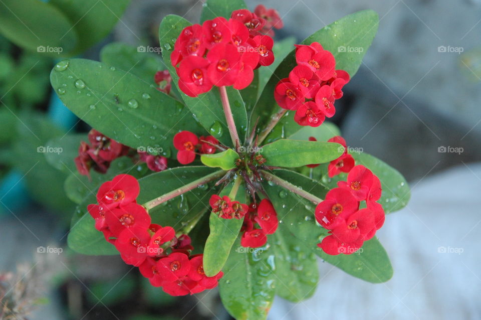 beatiful red flowers