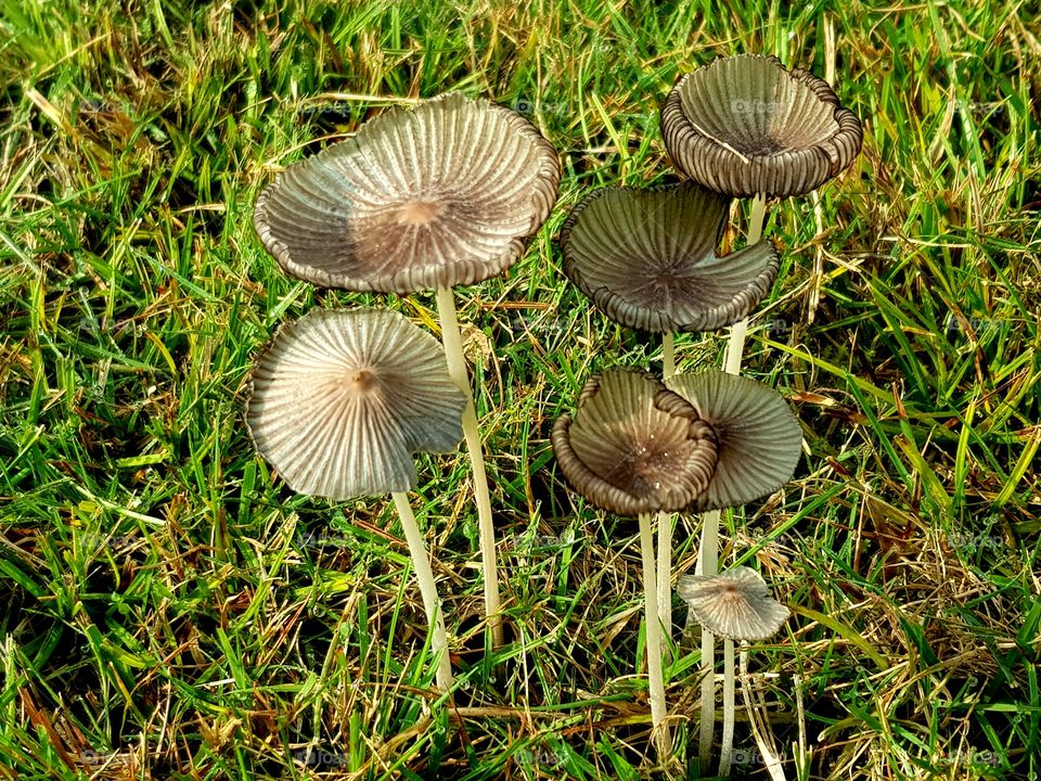 Mushrooms on grass