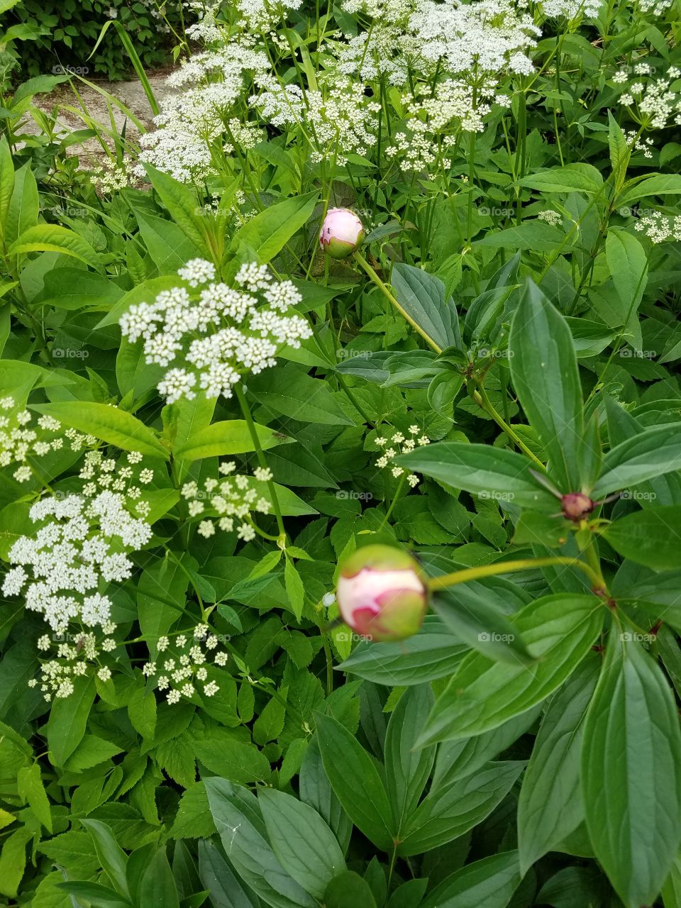 Close-up of flowers