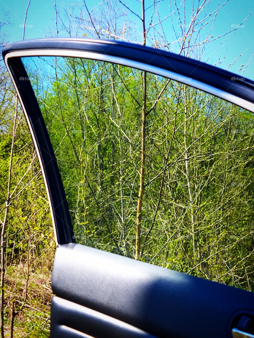 Spring forest through the car door