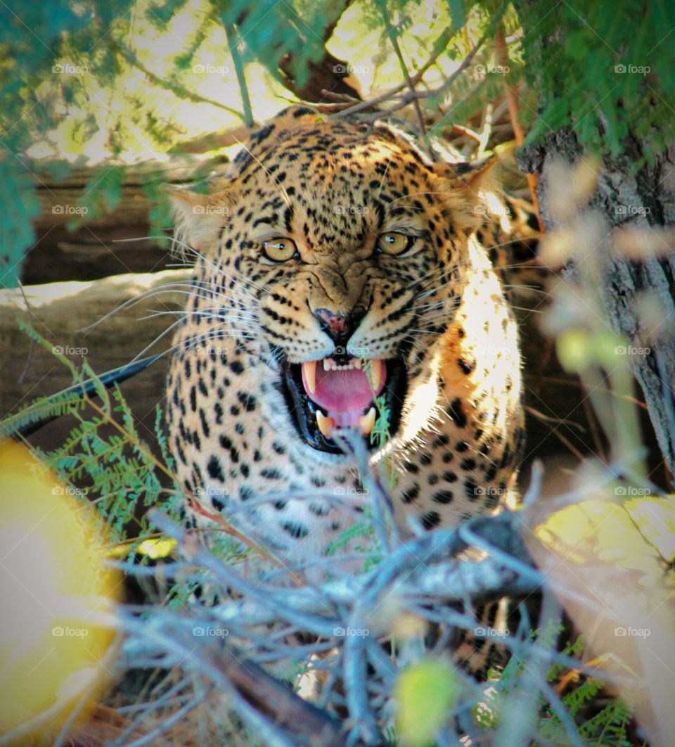 leopard charge