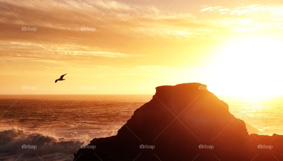 Birds over the ocean