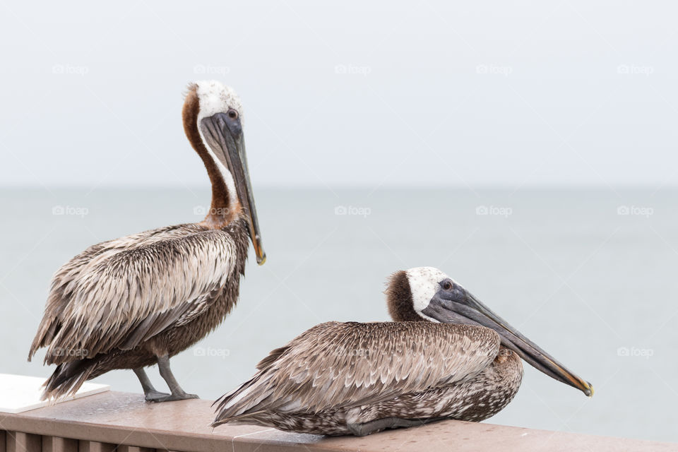 Two brown pelicans resting on wooden pier rail by the ocean, watching the ocean and horizon 