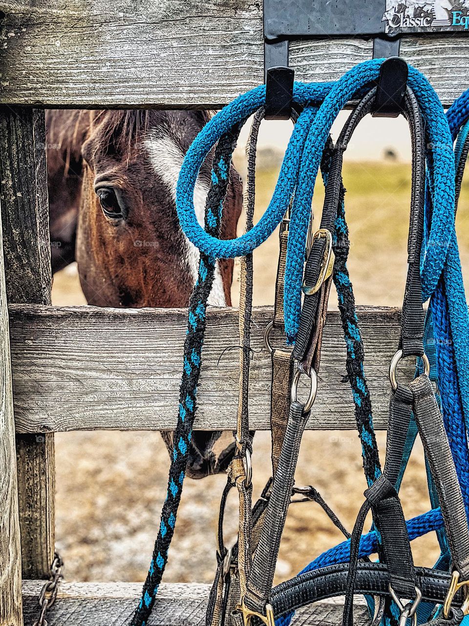 Horse peeking through leads on fence, time with horses is peaceful, finding time to enjoy the farm, quiet time with horses, finding peace with animals, glimmers of hope with horses 