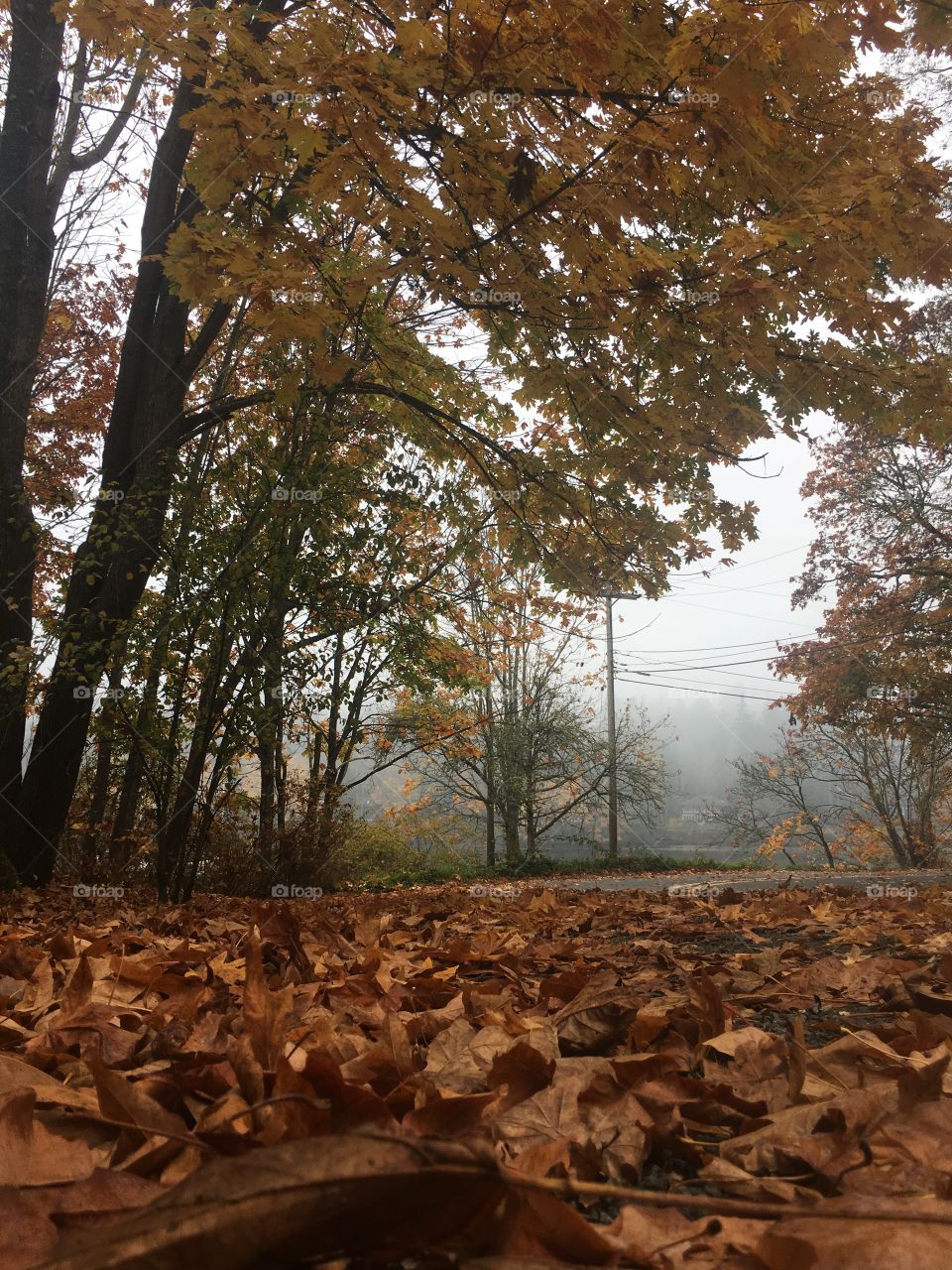 Tree, Fall, No Person, Wood, Leaf