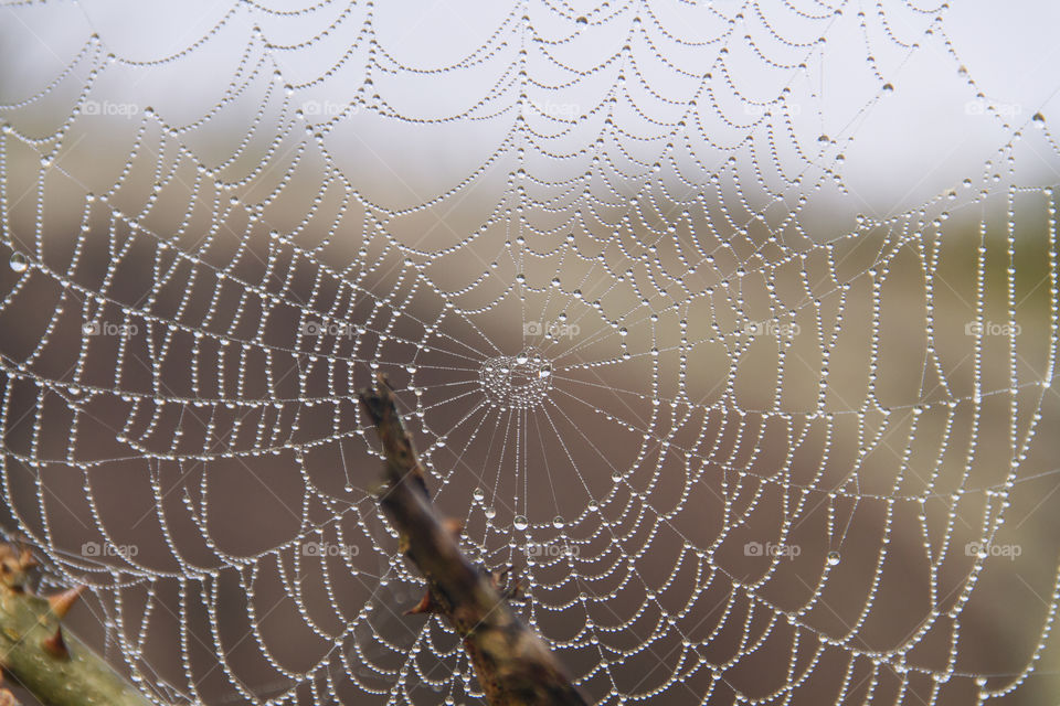 Drops of water on spider web.