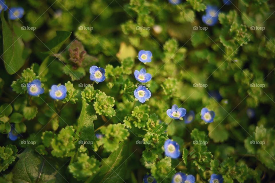 Little blue flowers