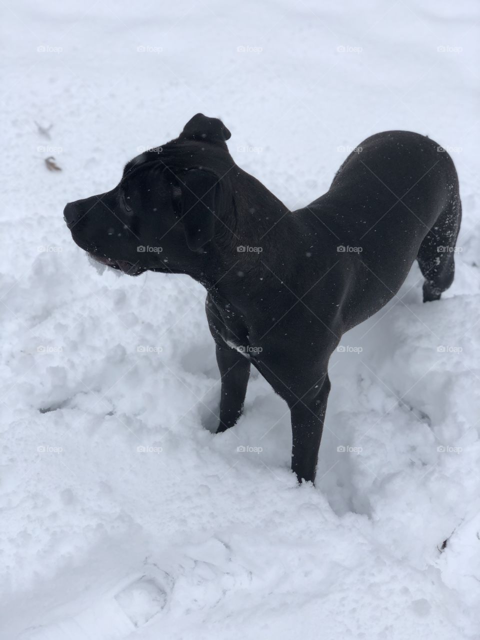 Pitbull enjoying the beautiful snow. Doesn’t come often!