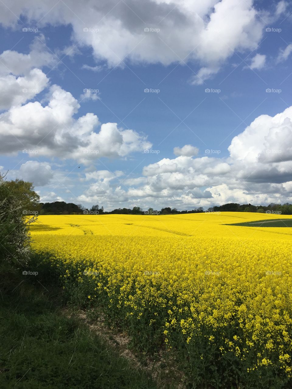 Field of bright yellow rapeseed in spring