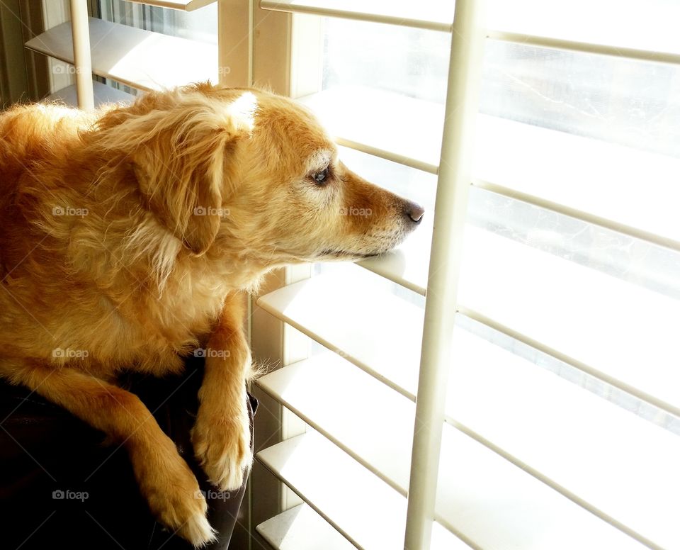 Dog waits for his people