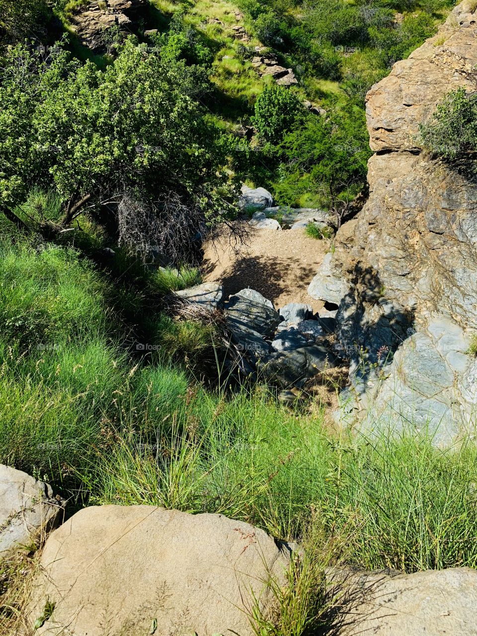 A view of a dry rocky valley in the mountains with green beautiful grasses, trees, dead wood. 