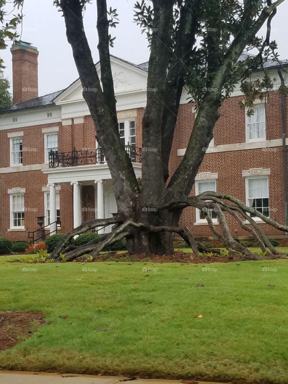 old tree in front of a mansion