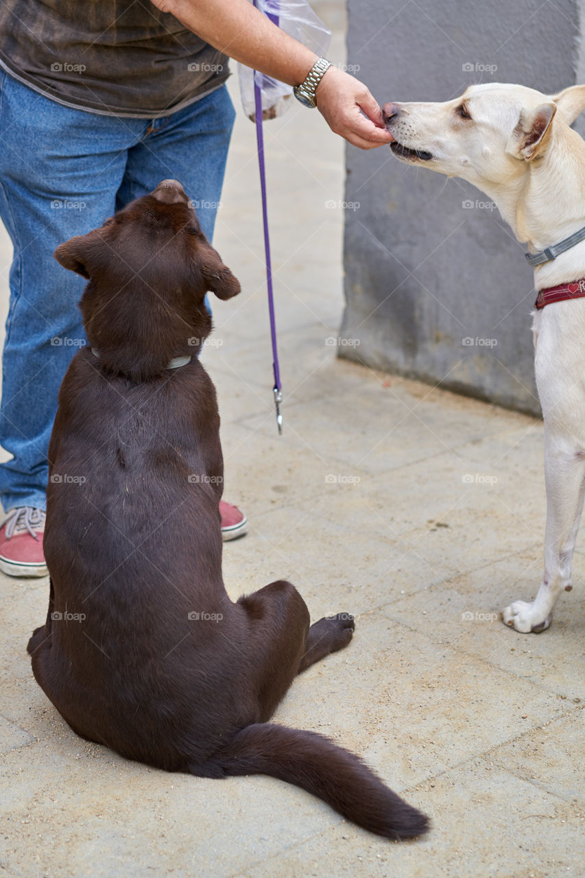 Labrador retriever asking for food