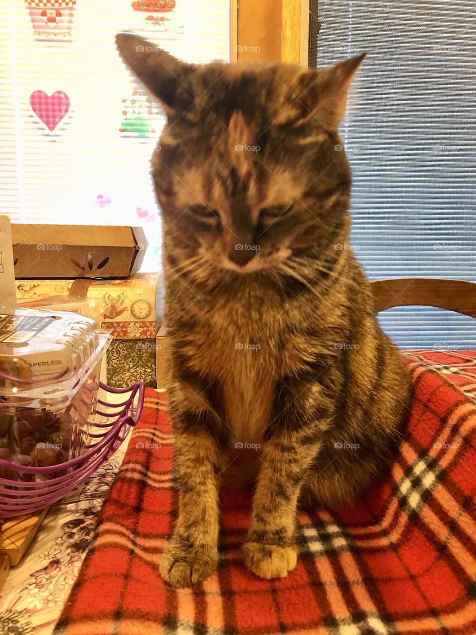 Adorable kitty cat 🐈