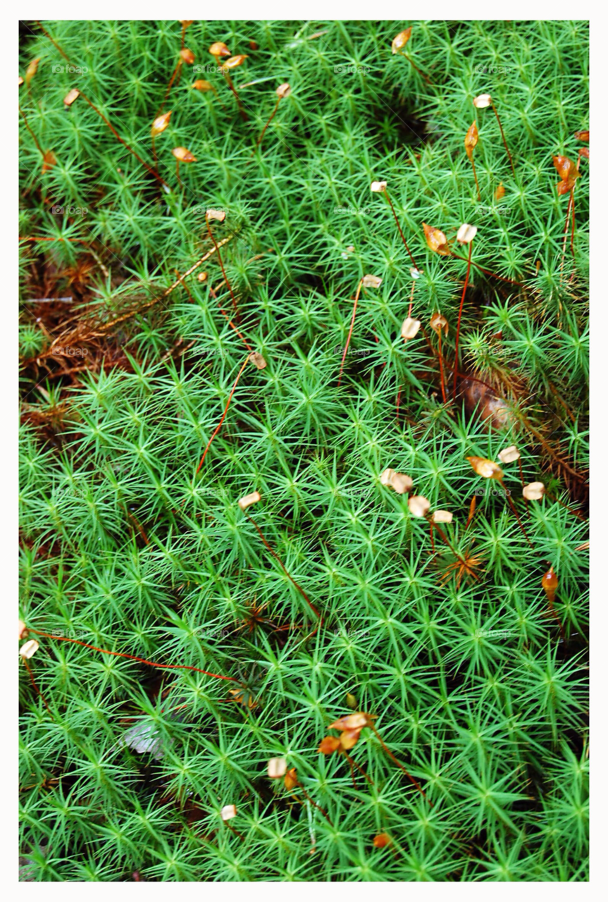 grönska växt by NinniHL