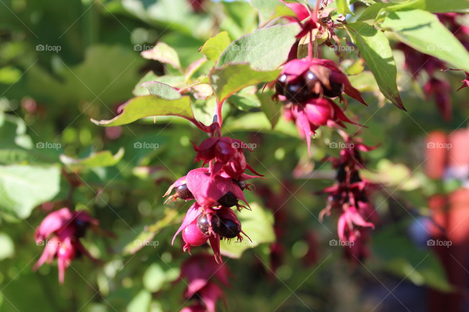 Leycesteria Formosa (Himalayan Honeysuckle) flowers close up