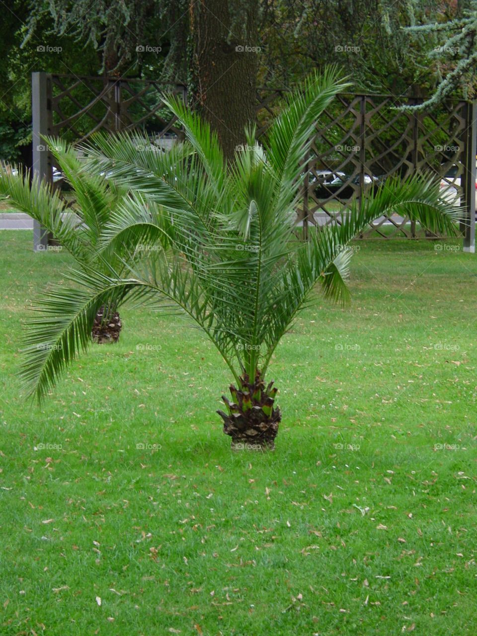 Palme