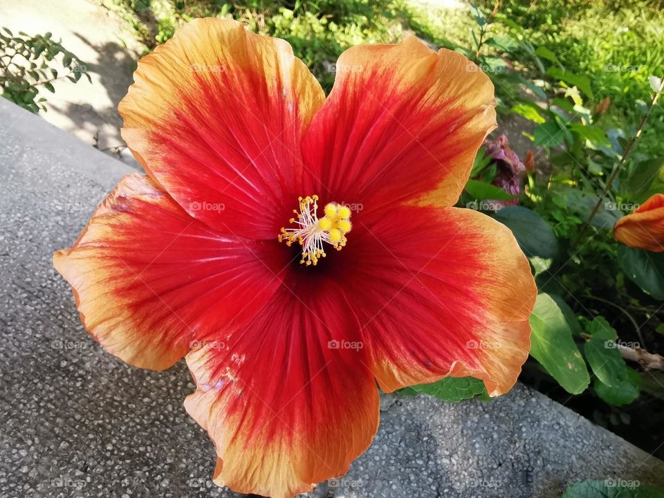 Beautiful flowers in bloom