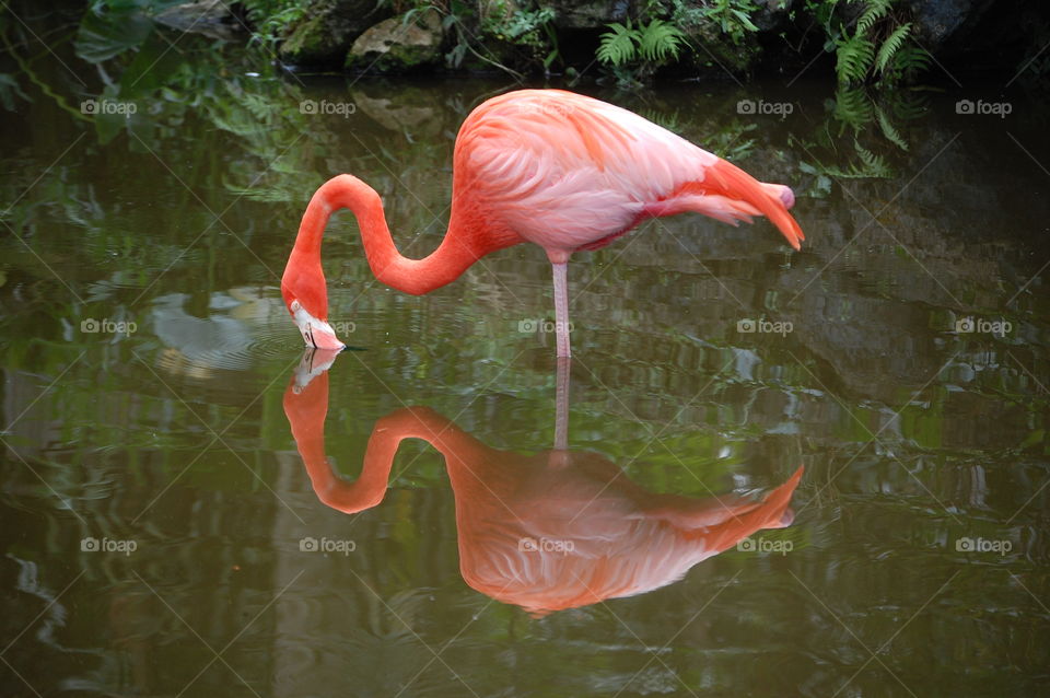 flamingo