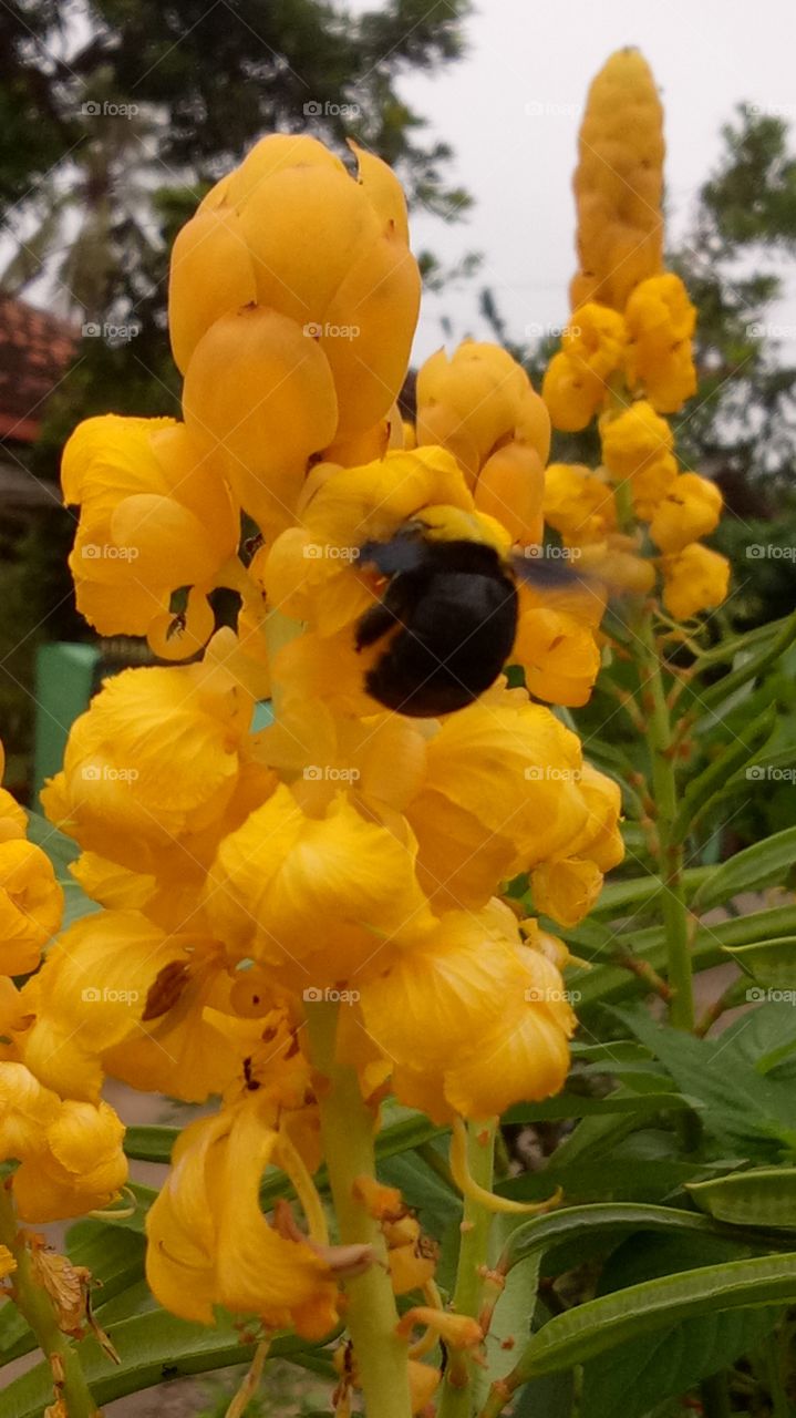 Insects and flowers