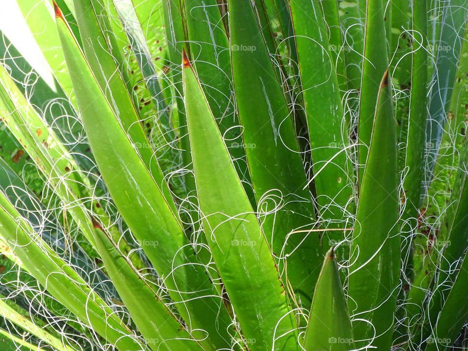 Threads in the plants