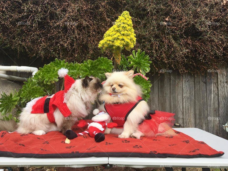Our Pets with Christmas Santa Clothes in Cheltenham Melbourne Australia 
