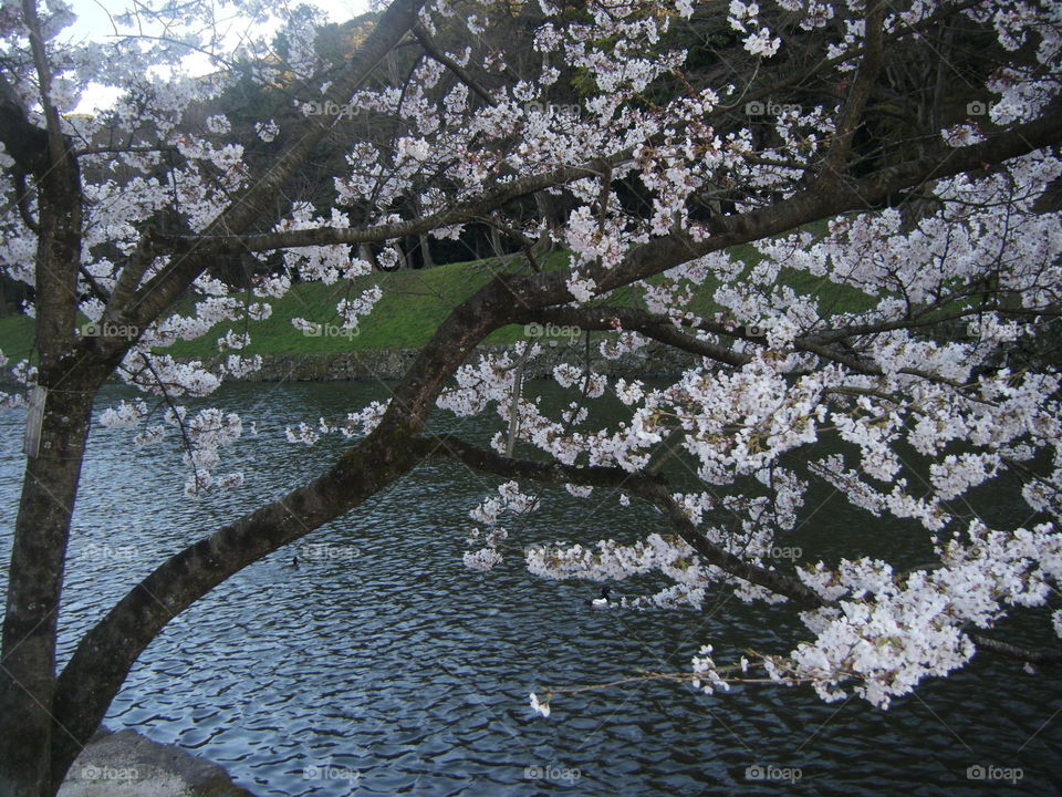 Cherry tree outside the castle moat.