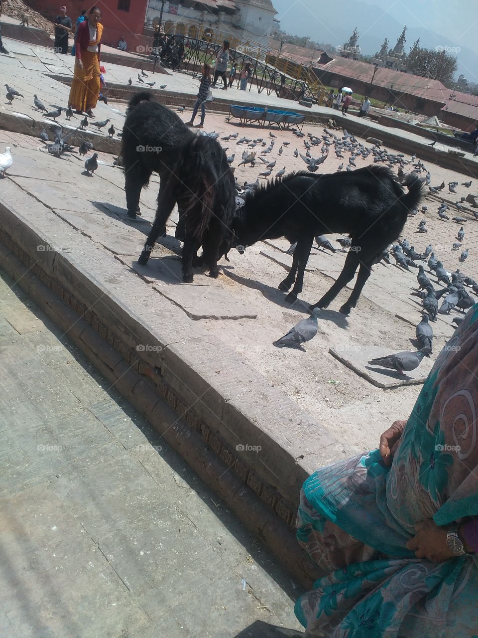 Goat and pigeons feeding on street