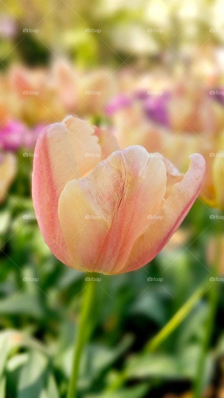 Spring is here! Beauty of nature.