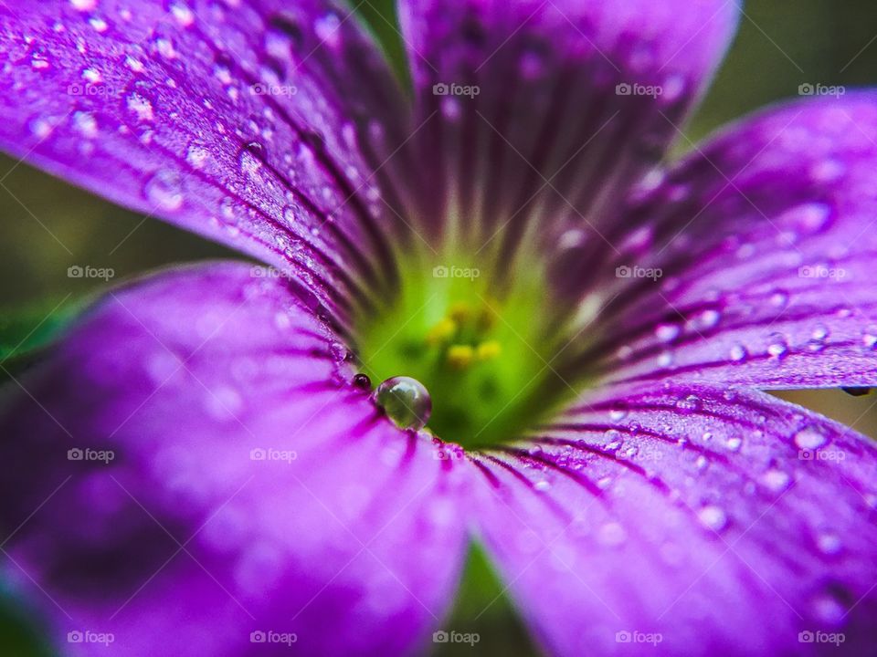 Wet purple flower