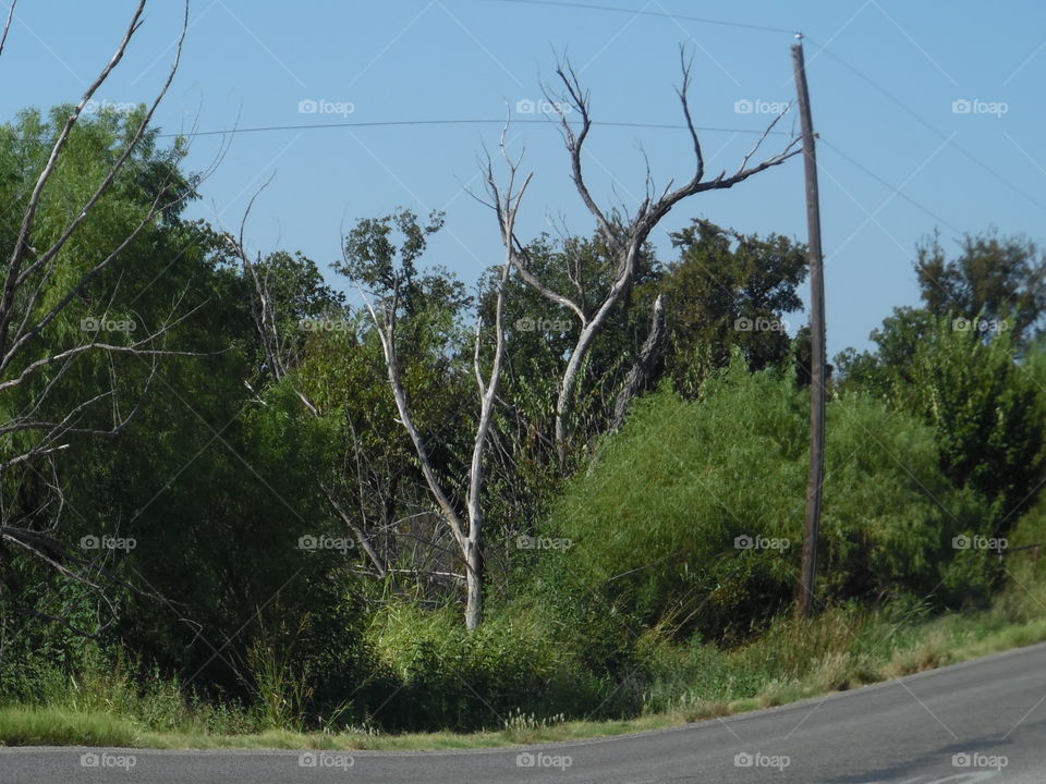 drive by shooting. This is a random picture of a old tree. 👣 🚶 🏃 🔥 💨