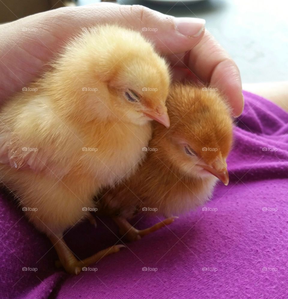Woman hand holding two chicks