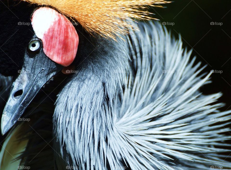 African Crowned Crane