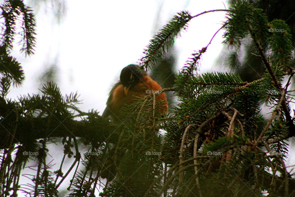 This is a picture of a little Robin bird sitting on the branch of a pine tree.