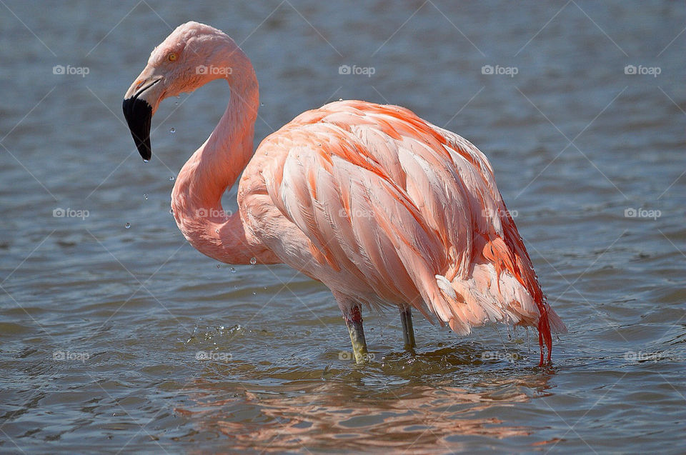 Bathing flamingo