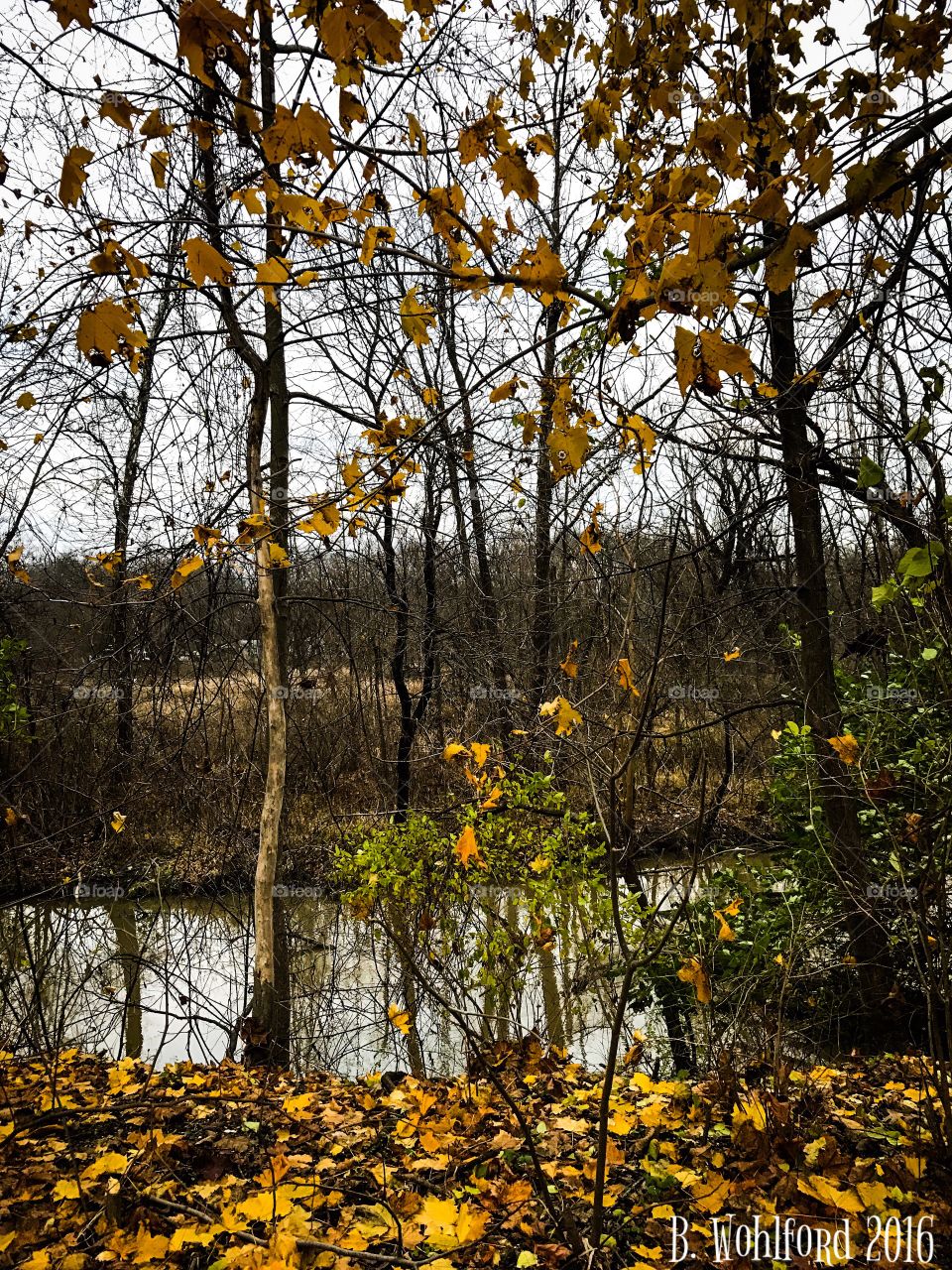 Creek in autumn