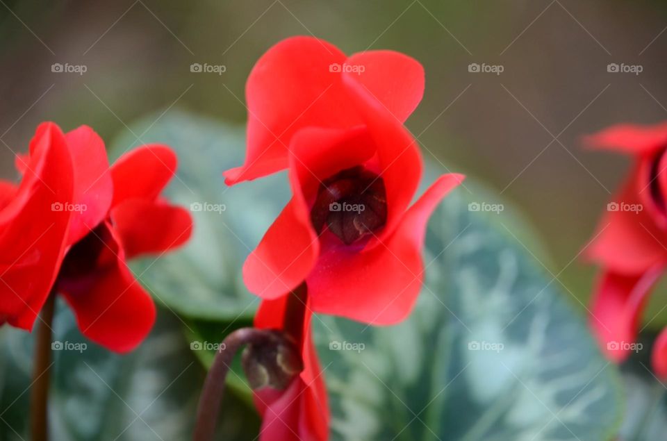 Red flowers 