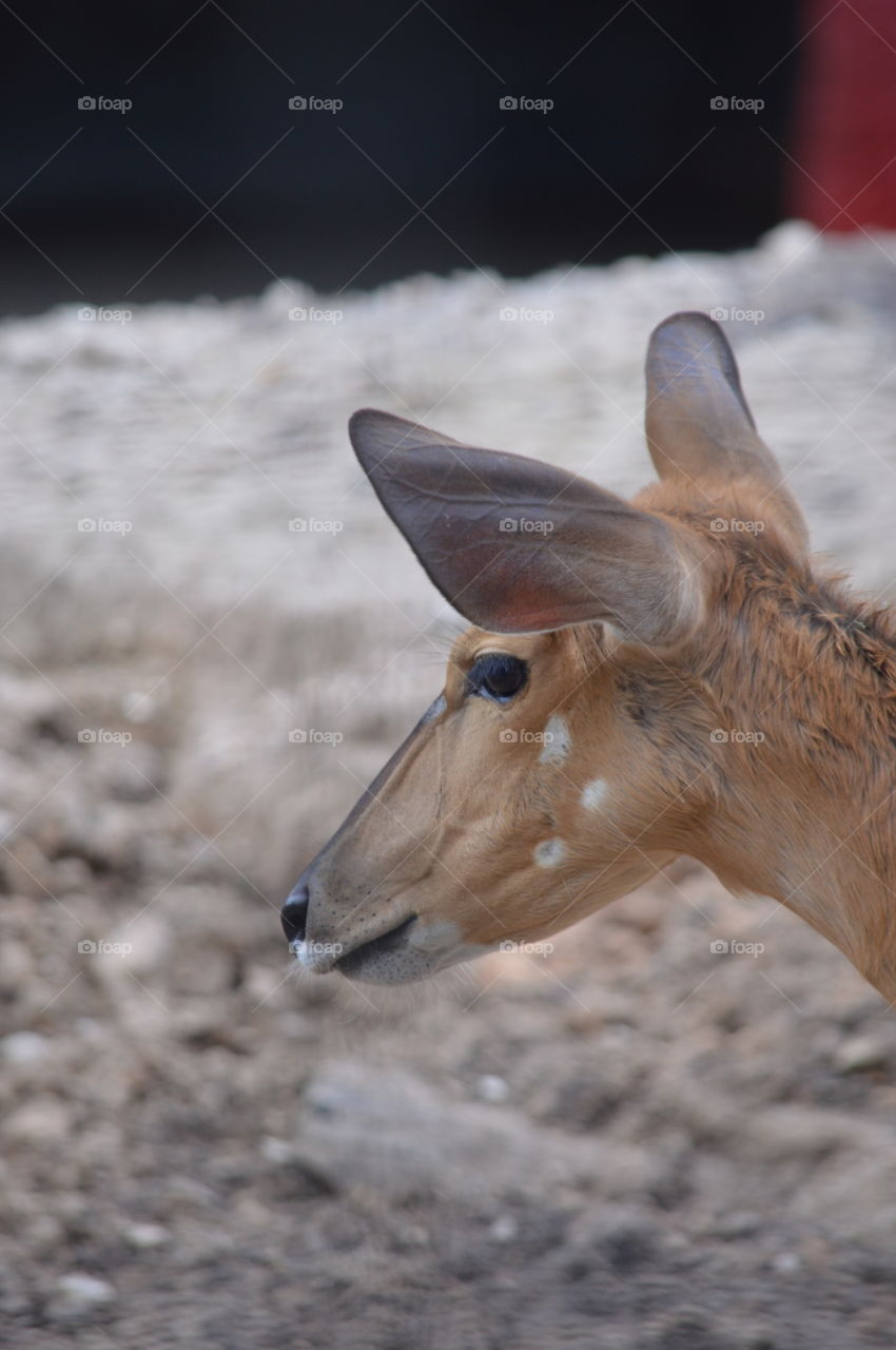 antelope