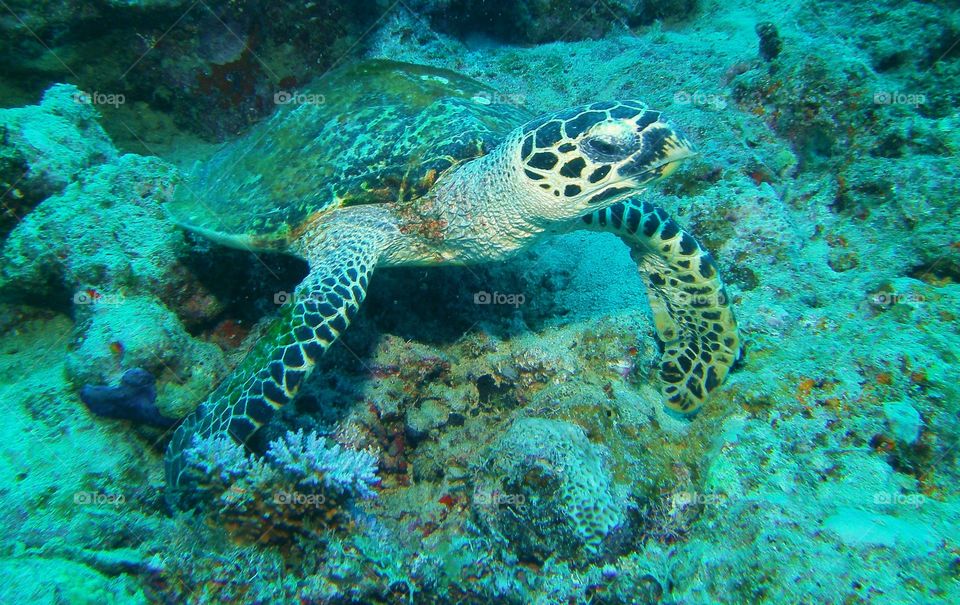 Sea turtle 