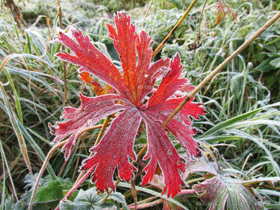 frost on plants. ice crystals on the leaves after a frosty night. late autumn and early winter. freezing.