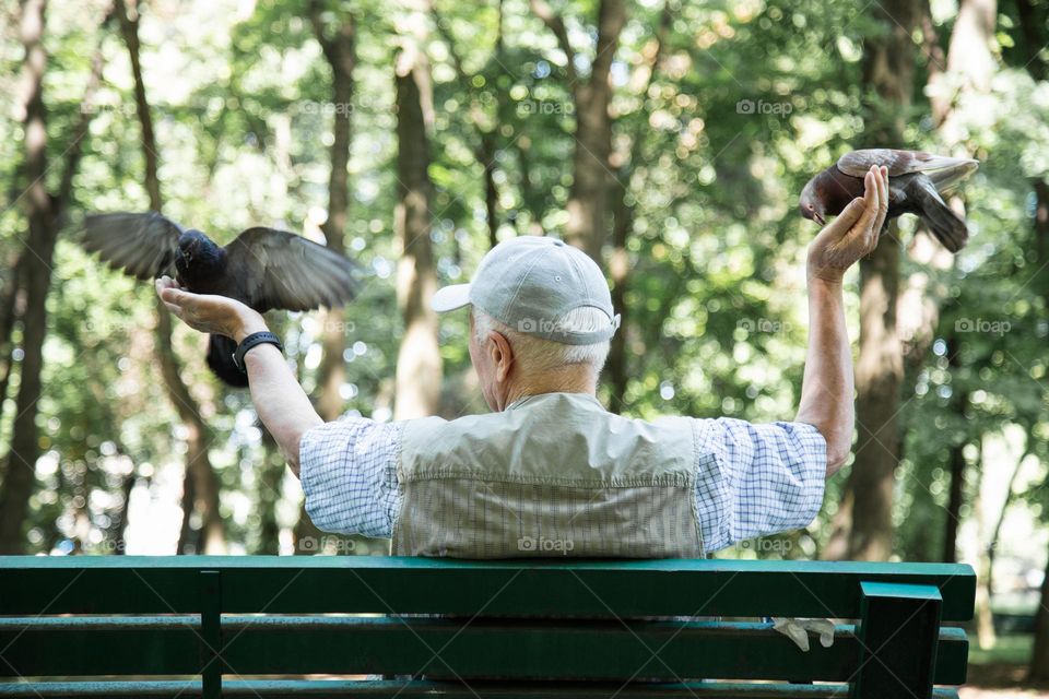 Man feeding pigeons from his hands , back view . Old man sitting on bench in park and feeding pigeons . Concept of an  loneliness in old age