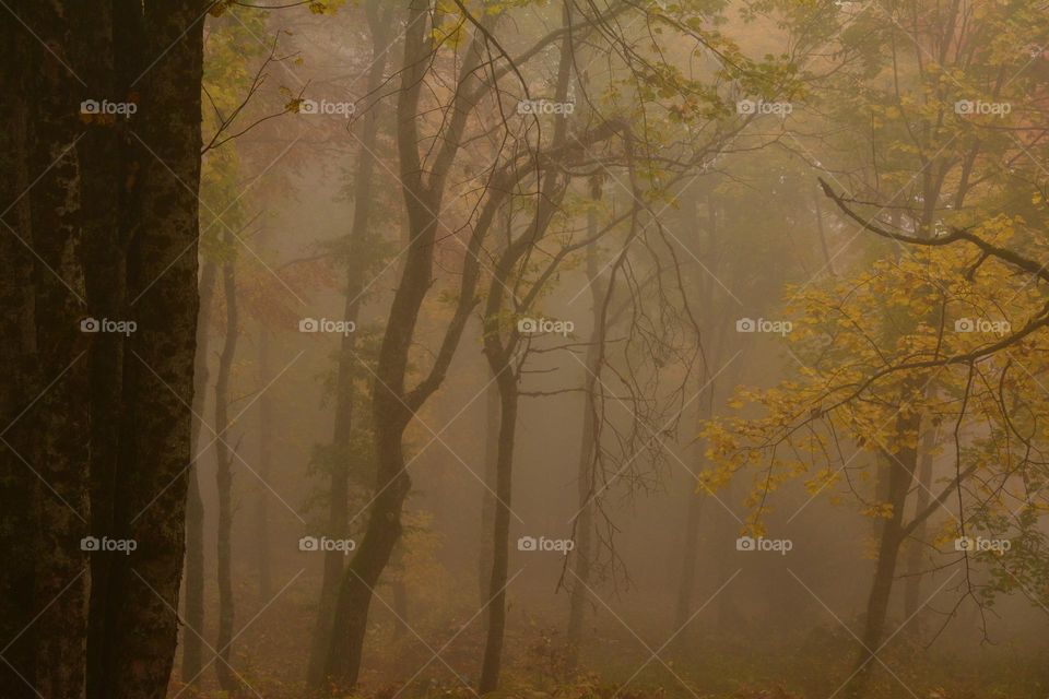 beech trees in autumn, abruzzo, italy