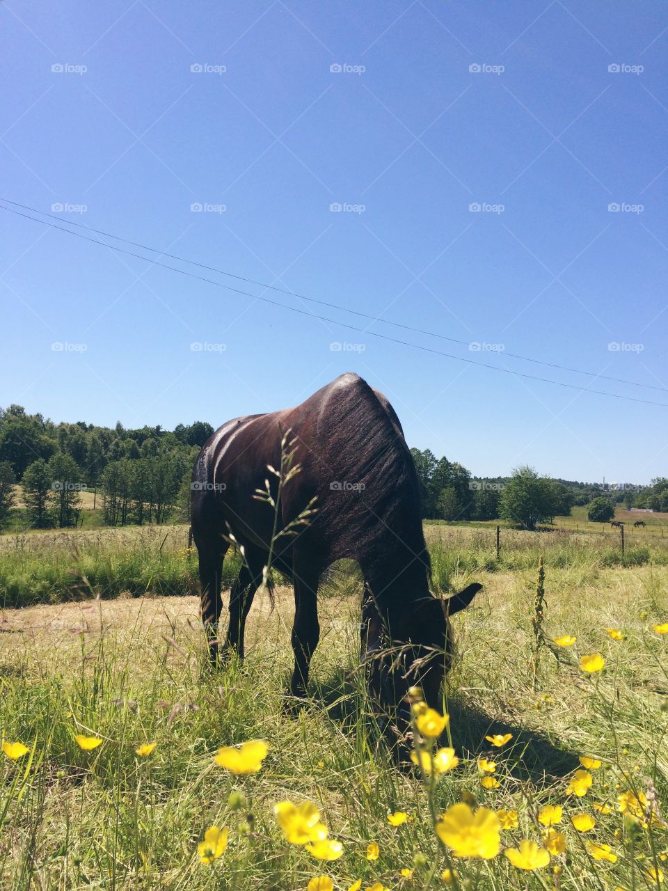 Horse eating free range