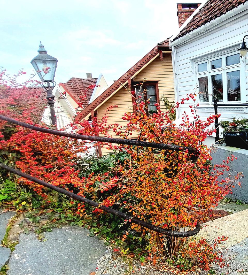 orange bush near the house
